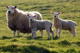 �r�v���Z���^,����,�Z��,����,����