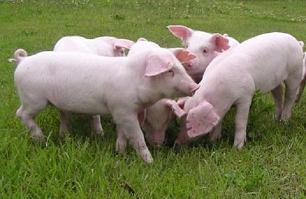 �؃v���Z���^,����,�Z��,����,�v���Z���^��