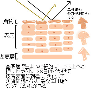 �^�[���I�[�o�[,����,�v���Z���^,�p��,�\��