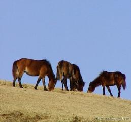 �n�v���Z���^,����,�Z��,����,�v���Z���^